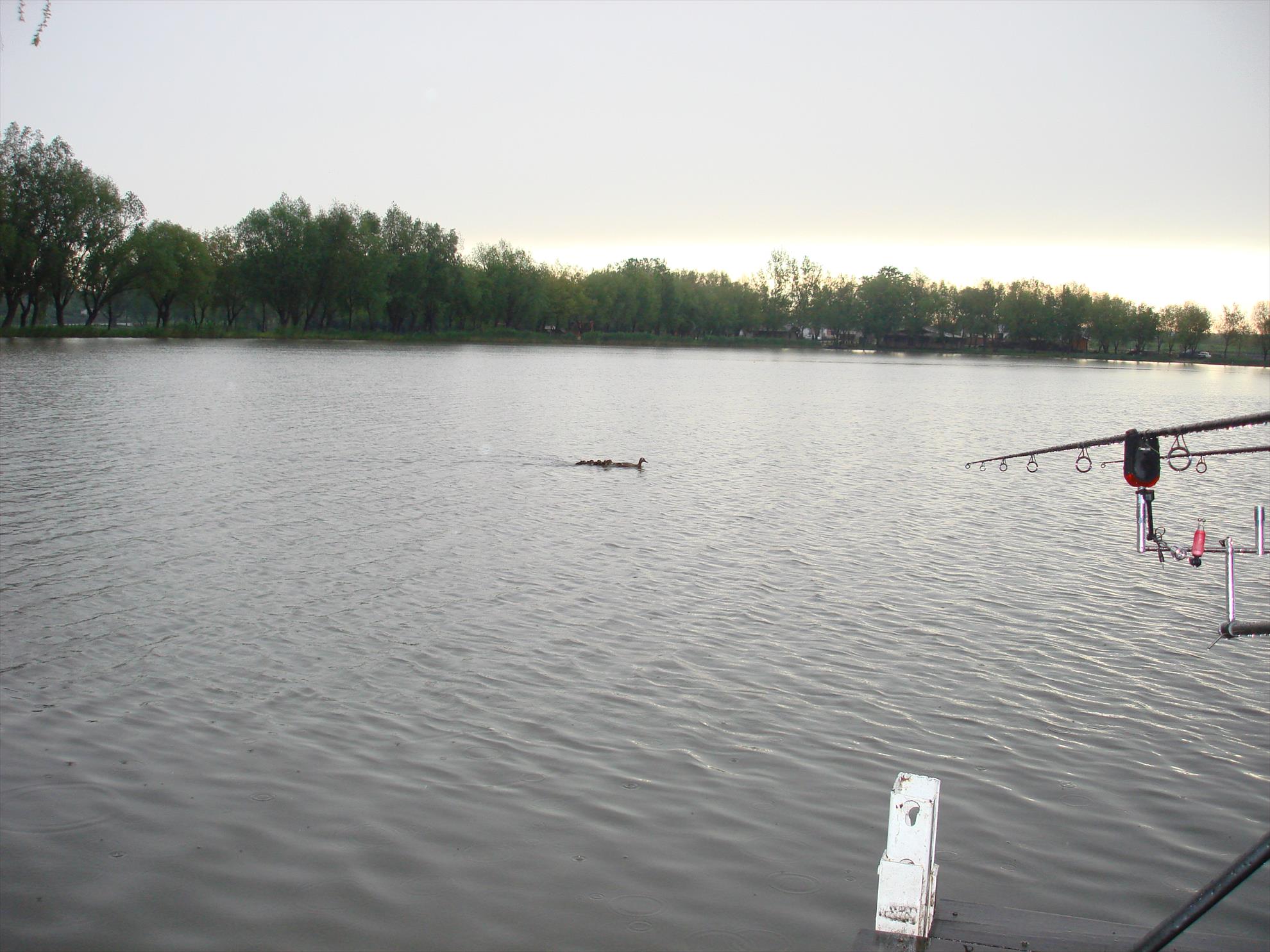 pescuit pe o balta superba - dsc06706.JPG